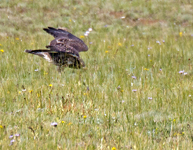 Swainsons Hawk 3925